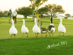 Patos