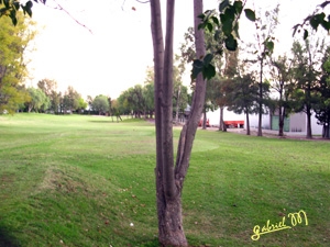 Pulgas Pandas