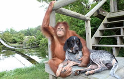 Orangután-1