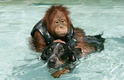 Orangután-3