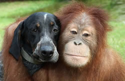 Orangután-4