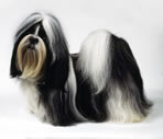 Shih Tzu