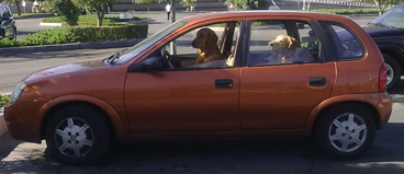 Perro