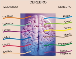 Cerebro