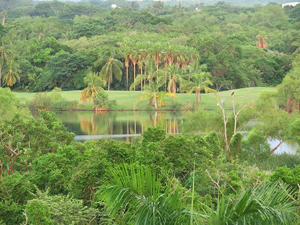 Flamingos Nuevo Vallarta